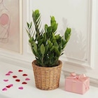 Zamioculcas - Carrefour à Béziers Zamioculcas en promo chez Carrefour Béziers à 6,99 €