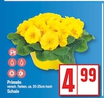 Primeln bei EDEKA im Woltersdorf Prospekt für 4,99 €