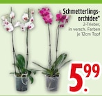Schmetterlingsorchidee Angebote bei EDEKA Straubing für 5,99 €