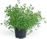 Freilandkräuter im Angebot bei REWE in Pulheim Freilandkräuter Angebote bei REWE Pulheim für 1,99 €