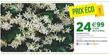 Jasmin étoilé à Jardineries du terroir dans Authume Jasmin étoilé à Jardineries du terroir dans Authume