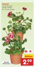 Geranien im Angebot bei Netto Marken-Discount in Koblenz Geranien Angebote bei Netto Marken-Discount Koblenz für 2,99 €