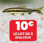 LE LOT DE 3 EPALZEOS dans le catalogue Animalis