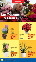 Prix et réduction Jacinthes dans le prospectus Lidl en cours Offre Jacinthes dans le catalogue Lidl du moment à la page 36