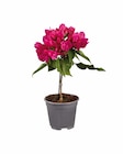 Lidl Colbitz - Bougainvillea Stamm Angebot im Prospekt Bougainvillea Stamm bei Lidl im Colbitz Prospekt für 6,99 €