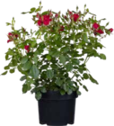 BEET- UND EDELROSEN von  im aktuellen OBI Prospekt für 12,99 €