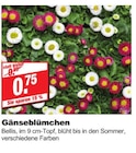 bauSpezi Neunkirchen - Gänseblümchen Angebot im Prospekt Gänseblümchen bei bauSpezi im Neunkirchen Prospekt für 0,75 €