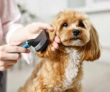 Hundepflege im Pflanzen Kölle Prospekt 20% von Furminator im aktuellen Pflanzen Kölle Prospekt