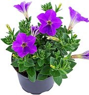 Gartenpflanzen bei Kaufland in Eberswalde Gartenpflanzen im Angebot bei Kaufland Eberswalde für 0,99 €
