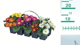 Primeln im 10er-Tray bei Lidl im Waldfischbach-Burgalben Prospekt für 2,99 €