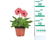 Gerbera en promo chez Lidl Gerbera dans le catalogue Lidl
