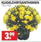 KUGELCHRYSANTHEMEN bei Wreesmann im Prospekt "" für 3,99 €