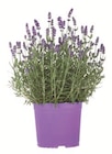 Lavendel angustifolia für 2,99 € bei Lidl im Angebot Lavendel angustifolia im aktuellen Lidl Prospekt