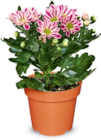 Aktuelles Chrysantheme Angebot bei Netto Marken-Discount in Bremen ab 2,49 €