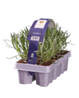 Lavendel angustifolia im Angebot bei Lidl in Siegen Lavendel angustifolia Angebote bei Lidl Siegen für 3,99 €