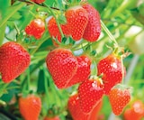 Fraisiers à 3,99 € dans le catalogue Delbard