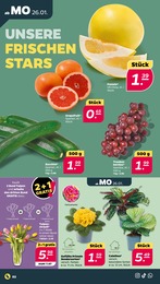 Primel Angebot & Preis im aktuellen Netto mit dem Scottie Prospekt Primel Angebot im aktuellen Netto mit dem Scottie Prospekt auf Seite 2