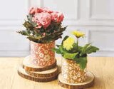 Plante fleurie - Super U à Toulon Plante fleurie en promo chez Super U Toulon à 5,99 €