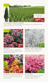 Blumen im Pflanzen Kölle Prospekt in Heilbronn Aktueller Pflanzen Kölle Prospekt mit Blumen, "GOLDENE GARTENTRÄUME", Seite 6