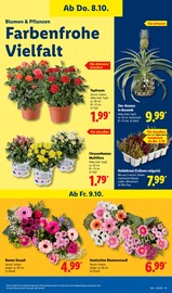 Ähnliche Obstbaum Angebote im Prospekt "LIDL LOHNT SICH" von Lidl in Saarbrücken Ähnliche Angebote wie Obstbaum im Prospekt "LIDL LOHNT SICH" auf Seite 17 von Lidl in Saarbrücken