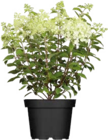Rispenhortensie im Angebot bei Globus-Baumarkt in Offenbach Rispenhortensie Angebote bei Globus-Baumarkt Offenbach für 15,99 €