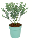 toom Baumarkt Schwerin - Eukalyptus 'Azura' Angebot im Prospekt Eukalyptus 'Azura' bei toom Baumarkt im Schwerin Prospekt für 15,99 €