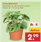 Purpurglöckchen im Angebot bei Netto Marken-Discount in Eberswalde Purpurglöckchen Angebote bei Netto Marken-Discount Eberswalde für 2,99 €