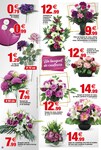 Chrysanthèmes Chrysanthèmes