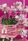 Hagebaumarkt Nackenheim - Schmetterlings-Orchidee Angebot im Prospekt Schmetterlings-Orchidee bei Hagebaumarkt im Nackenheim Prospekt für 9,99 €