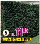 Eibe im aktuellen Hornbach Prospekt für 9,99 €