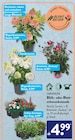 Aktuelle Hortensie Angebote bei ALDI SÜD in Bottrop Aktuelles Rispenhortensien Angebot bei ALDI SÜD in Bottrop ab 4,99 €