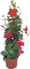 Dipladenia Pyramide von  im aktuellen V-Markt Prospekt für 10,99 €