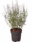 Angebot im Hagebaumarkt Treis-Karden Prospekt Hagebaumarkt Treis-Karden Prospekt mit im Angebot für 12,99 €