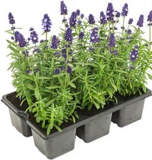 ALDI Nord Brand-Erbisdorf - Lavendel Lavendel Angebot bei ALDI Nord Brand-Erbisdorf im Prospekt "ALDI. Jeden Tag besonders - einfach ALDI."