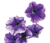 Petunia bei Hagebaumarkt im Fürstenfeldbruck Prospekt für 2,59 €