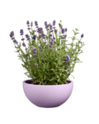 Lavande en coupe pot céramique - Lidl à Toulon Lavande en coupe pot céramique en promo chez Lidl Toulon à 5,55 €
