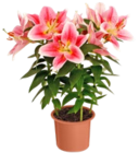 Lilien Angebote bei Kaufland Neubrandenburg für 3,49 €