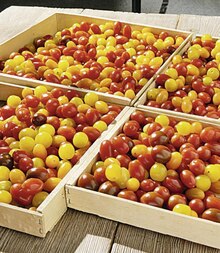 Casino Supermarchés Arbouans - Plateau apéro tomate Promo Plateau apéro tomate dans le catalogue Casino Supermarchés Un trésor d'anniv' à Arbouans