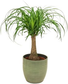 ALDI SÜD Stockach - Pflanzenbesonderheit Pflanzenbesonderheit Angebot bei ALDI SÜD Stockach im Prospekt "Meine Woche"