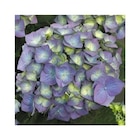 BOTANIC®-Hortensia. La coupe de 25 cm en promo chez Botanic BOTANIC®-Hortensia. La coupe de 25 cm dans le catalogue Botanic