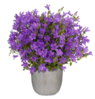 Glockenblume Angebote von GROW by OBI bei OBI Halberstadt für 4,49 €