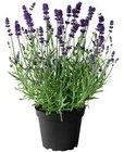 Lavendel bei Hagebaumarkt im Vilsbiburg Prospekt für 1,79 €