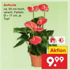 Anthurie im Angebot bei Netto Marken-Discount in Gera Anthurie Angebote bei Netto Marken-Discount Gera für 9,99 €