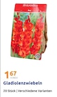 Gladiolenzwiebeln im Angebot bei Action in Castrop-Rauxel Gladiolenzwiebeln Angebote bei Action Castrop-Rauxel für 1,67 €