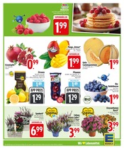 Aktueller EDEKA Prospekt mit Pflanzen, "Noch kein °Punktesammler? Hier direkt anmelden!", Seite 5