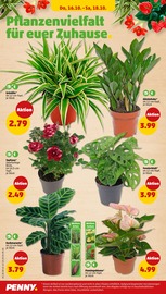 Ähnliche Angebote wie Blumenzwiebeln im Prospekt "Wer günstig will, muss Penny." auf Seite 28 von Penny in Brandenburg