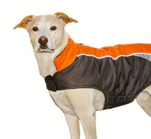Reflektierende Hundejacke bei b&m in Wiesbaden Reflektierende Hundejacke im Angebot bei b&m Wiesbaden für 7,99 €