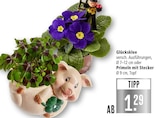 Glücksklee im Angebot bei Marktkauf in Neu-Ulm Glücksklee Angebote bei Marktkauf Neu-Ulm für 1,29 €