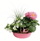 Aktuelles Sommerarrangement Angebot bei toom Baumarkt in Nürnberg ab 9,99 €