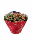 Kalanchoé en coupe - Lidl à Asnières-sur-Seine Kalanchoé en coupe en promo chez Lidl Asnières-sur-Seine à 6,99 €